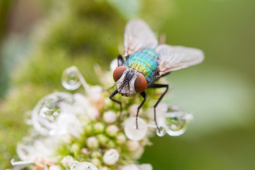 green bottle fly in dew