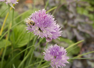 macro close up picture of an harvesting bee on a flower in colourful garden scene