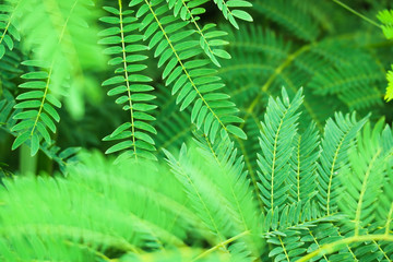 Green leafs and water reflection