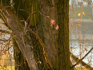 Tree and bark at the Rhine river banks