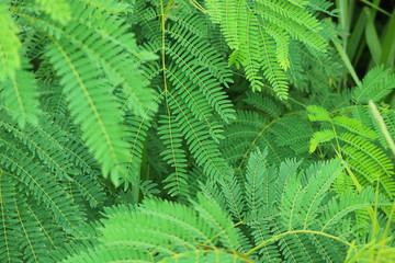 Green leafs and water reflection