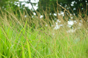 Green leafs and water reflection