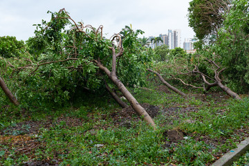 broken trees after a strong storm went through