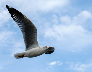 Single seagull flying in a sky as a background at Bangpoo.