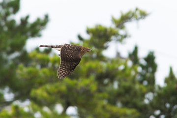 Cooper's hawk with prey,  mourning dove 