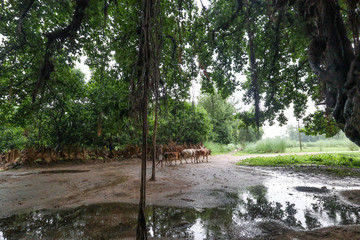Ancient tree in India
