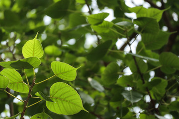 Ancient tree in India