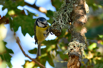 Blaumeise bei der Futtersuche in Schweden