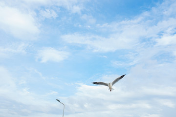 Fototapeta premium Single seagull flying in a sky as a background at Bangpoo.
