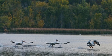 Pelicans
