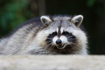 Naklejka na ściany i meble fat raccoon portrait