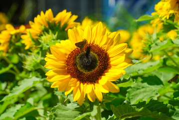bee on sunflower