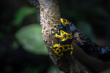 Yellow Banded Poison Dart Frog