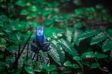 Blue Poison Dart Frog
