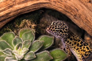 Common leopard gecko (Eublepharis macularius) under a branch