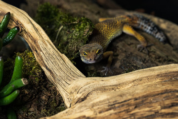 Common leopard gecko (Eublepharis macularius)