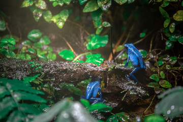 Fototapeta premium Blue Poison Dart Frog