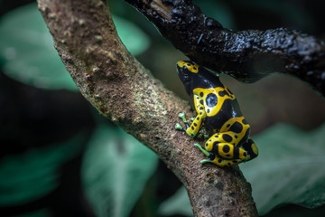 Yellow Banded Poison Dart Frog