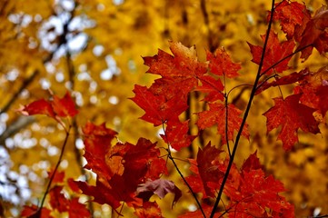 Fall on Lake Decatur