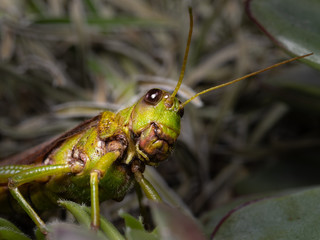 Common Lubber Grasshopper (Romalea microptera)