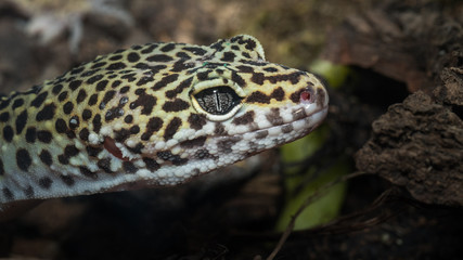 Close-Up Portrait Of A Common leopard gecko (Eublepharis macularius)