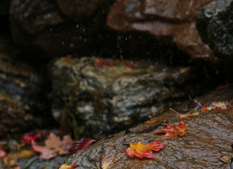Fall on Lake Decatur