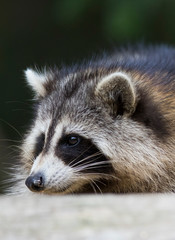 fat raccoon portrait