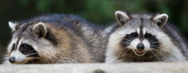 fat raccoon portrait © Mircea Costina
