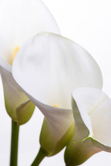 Close up of beautiful callas flowers on a white background with copy space.