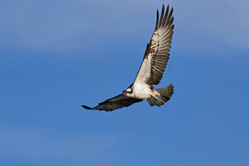 Obraz premium Osprey (Pandion haliaetus)