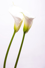 Composition of spring gentle flowers callas on a white background with copy space.