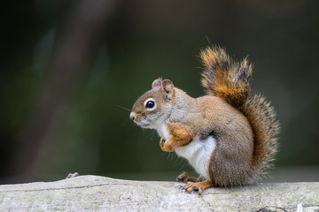 red american squirrel