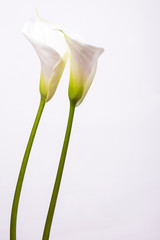 Floral greeting card with gentle callas flowers on a white background with copy space.