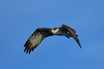 Osprey (Pandion haliaetus)