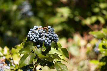 Oregon Grape Berries