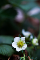 White Strawberry Flower