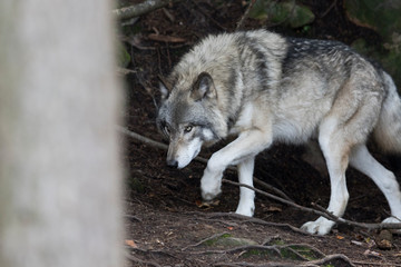 Obraz premium timber wolf in forest
