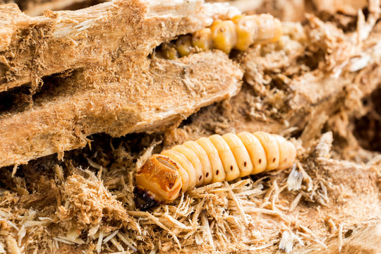 Larva of Coconut rhinoceros beetle or Oryctes rhinoceros is dangerous insect pest coconut and palm. Worm beetle for Deep-fried insects as food items, it is good source of protein. Entomophagy concept.
