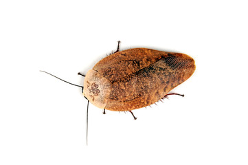 Porzellanschabe (Gyna lurida) - cockroach
