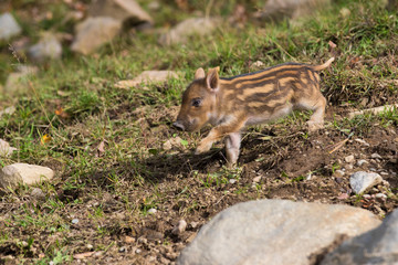 Cute boar piglets