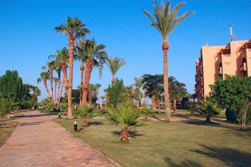 Fototapeta na wymiar Grassy lawn among palm trees at resort in Egypt. Hotel with well-groomed territory