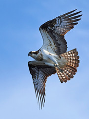 Osprey (Pandion haliaetus)
