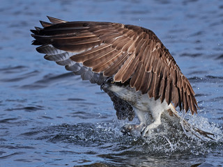 Osprey (Pandion haliaetus)
