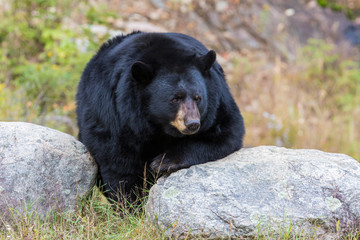 huge male black bear in autumn