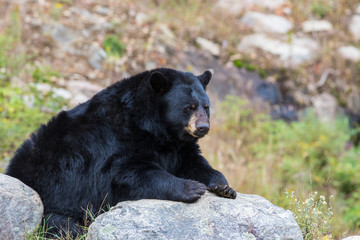 Fototapeta premium huge male black bear in autumn