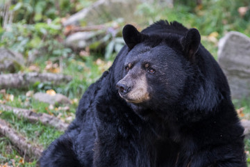 huge male black bear in autumn