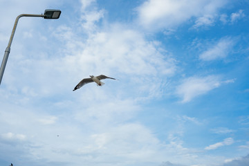 Single seagull flying in a sky as a background at Bangpoo.