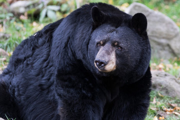 huge male black bear in autumn