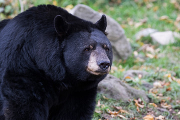 huge male black bear in autumn