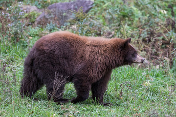 Fototapeta premium cinnamon bear (Ursus americanus cinnamomum)